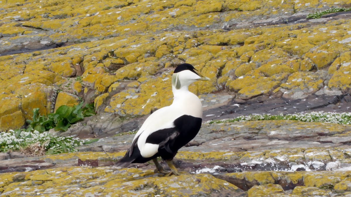 Common Eider (Eurasian) - ML205159881