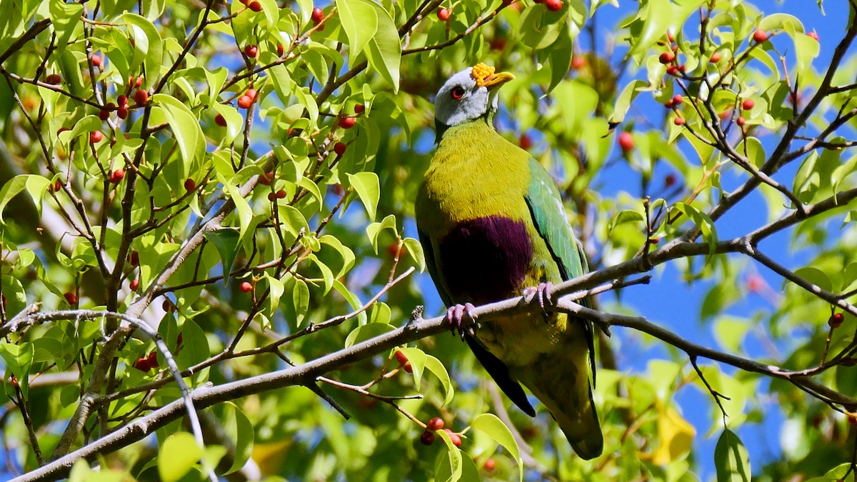 Carunculated Fruit-Dove - ML205159971