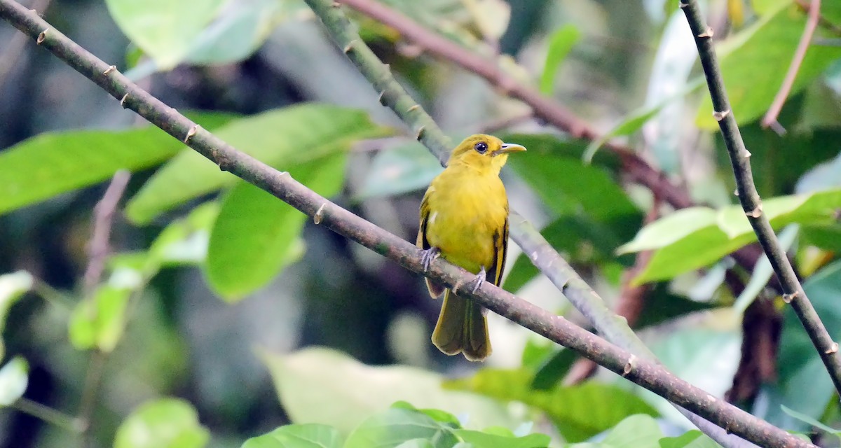 Obi Golden-Bulbul - Josep del Hoyo