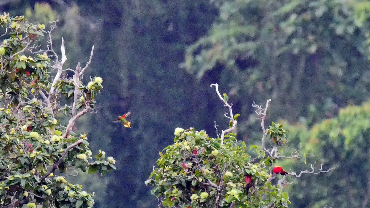 Red-flanked Lorikeet - ML205160001