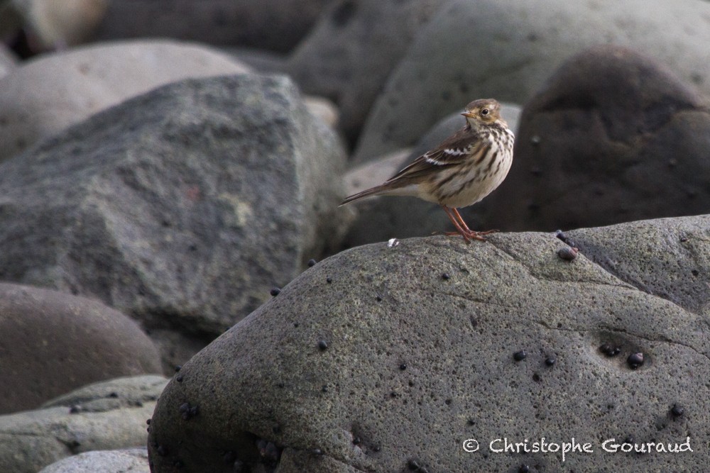 Siberian Pipit - ML205160121