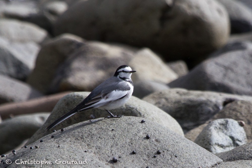 White Wagtail (Black-backed) - ML205160131