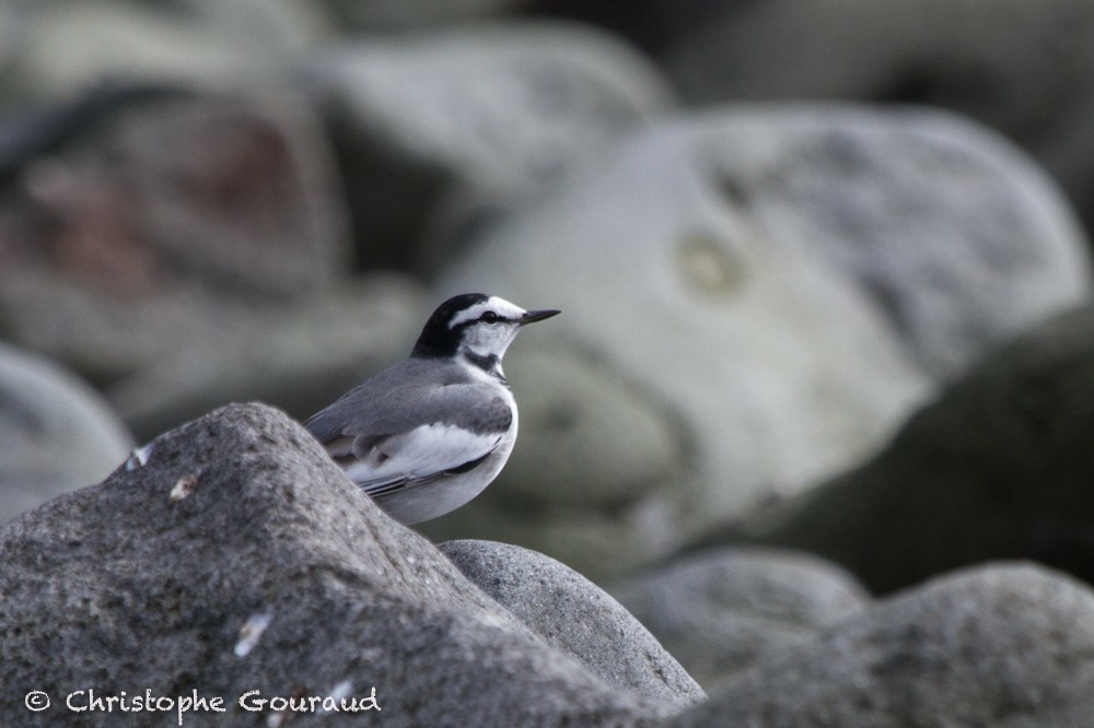 White Wagtail (Black-backed) - ML205160141