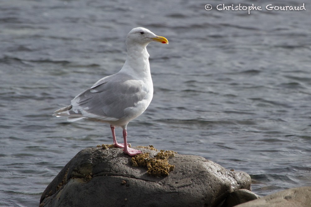 Glaucous-winged Gull - ML205160151