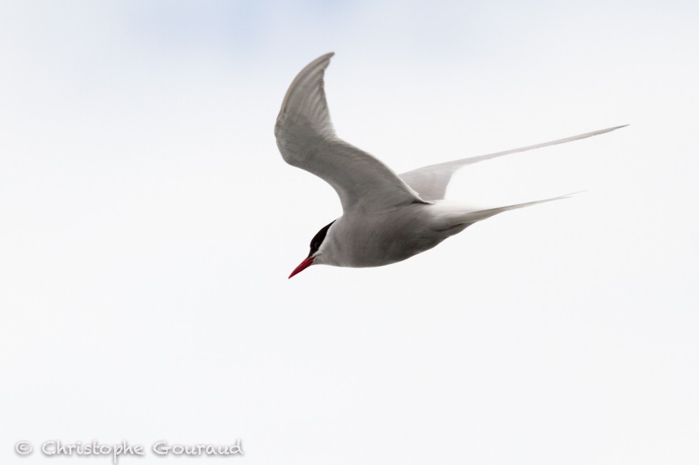 Antarctic Tern (Antarctic) - Christophe Gouraud