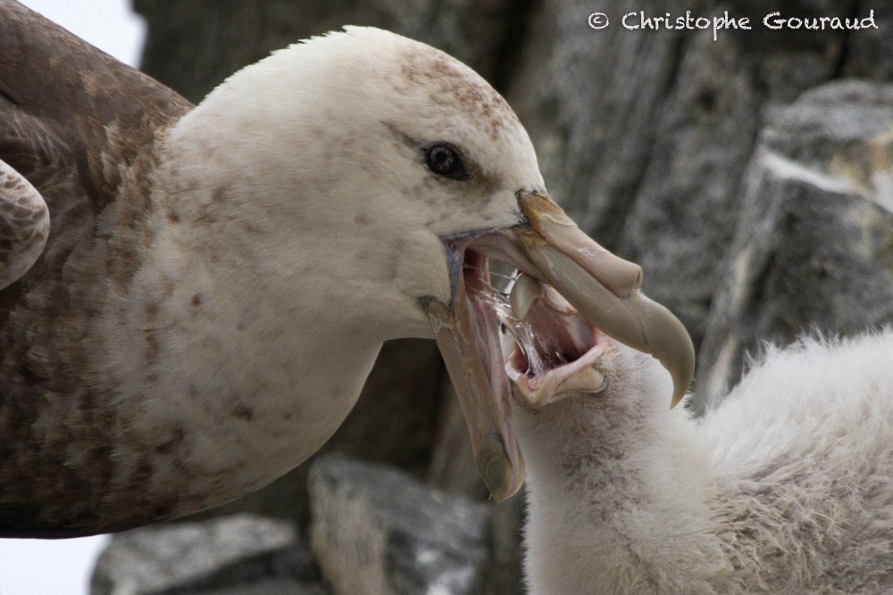 Southern Giant-Petrel - ML205160551