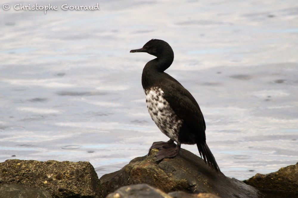 Magellanic Cormorant - ML205160621