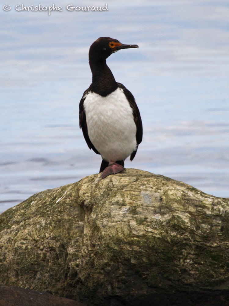 Magellanic Cormorant - ML205160641