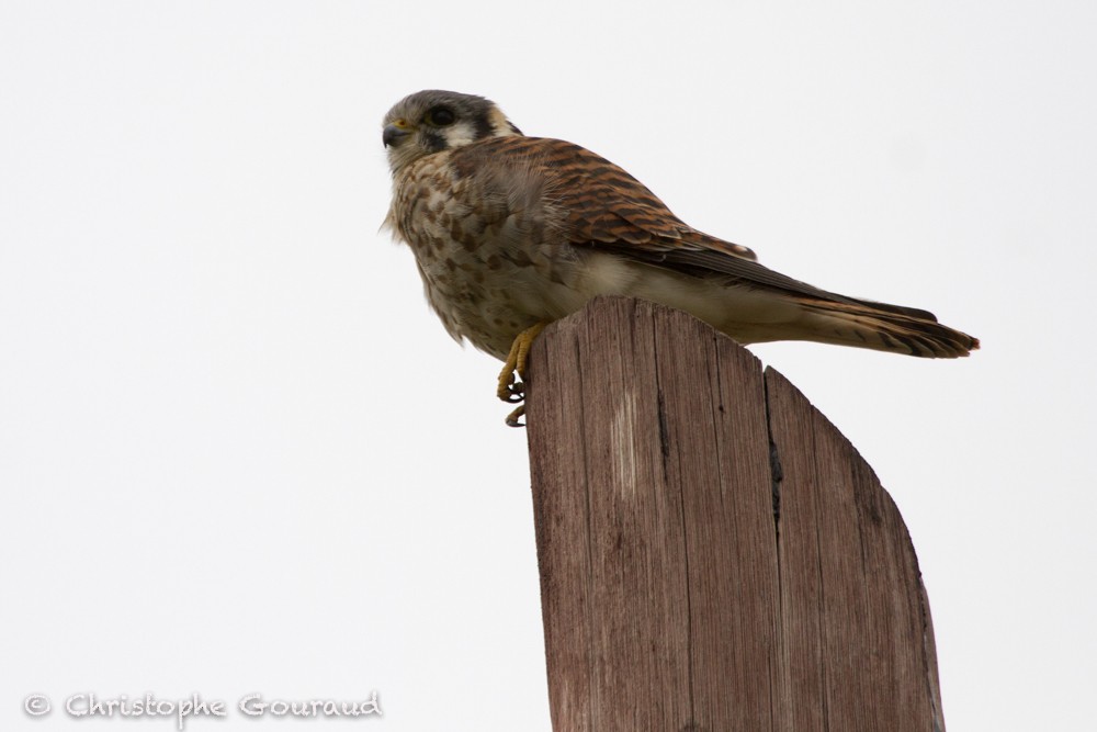 American Kestrel (South American) - Christophe Gouraud