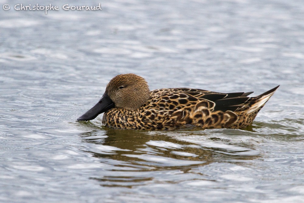 Red Shoveler - Christophe Gouraud