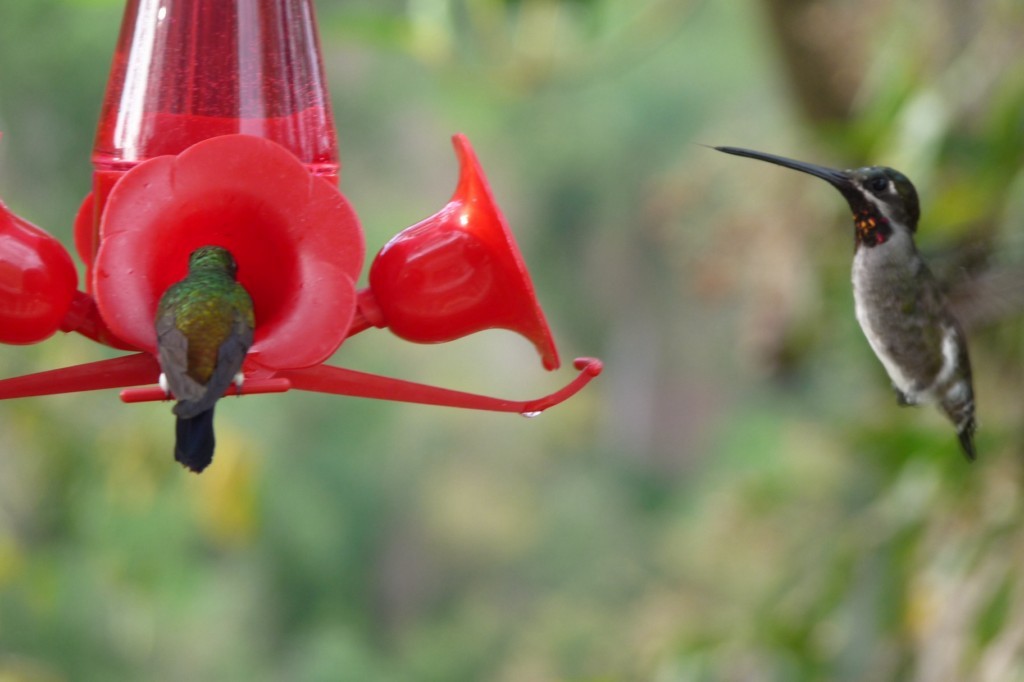 Colibrí Piquilargo - ML205160791