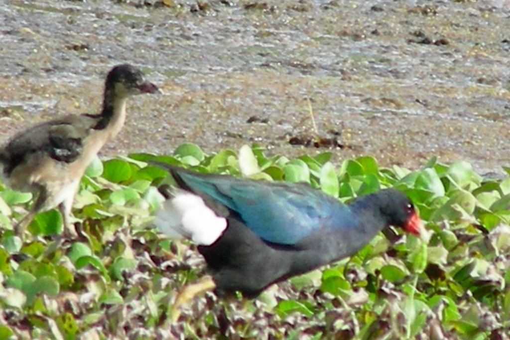 Purple Gallinule - ML205160841