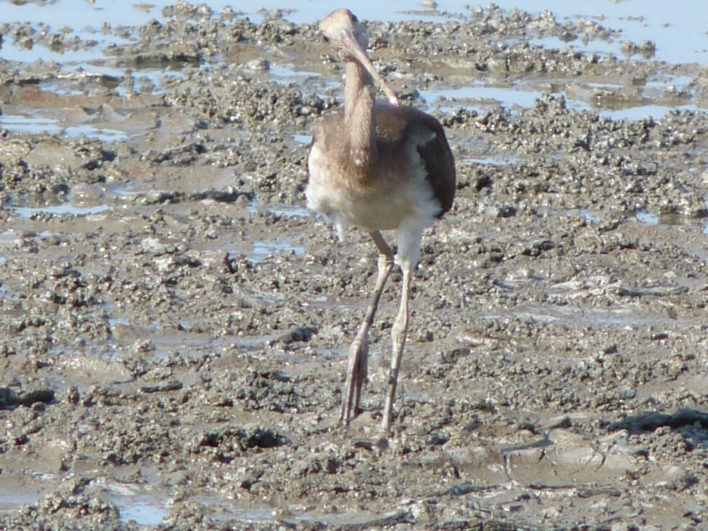 Ibis Escarlata - ML205160891