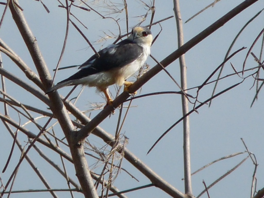 Pearl Kite - ML205160901