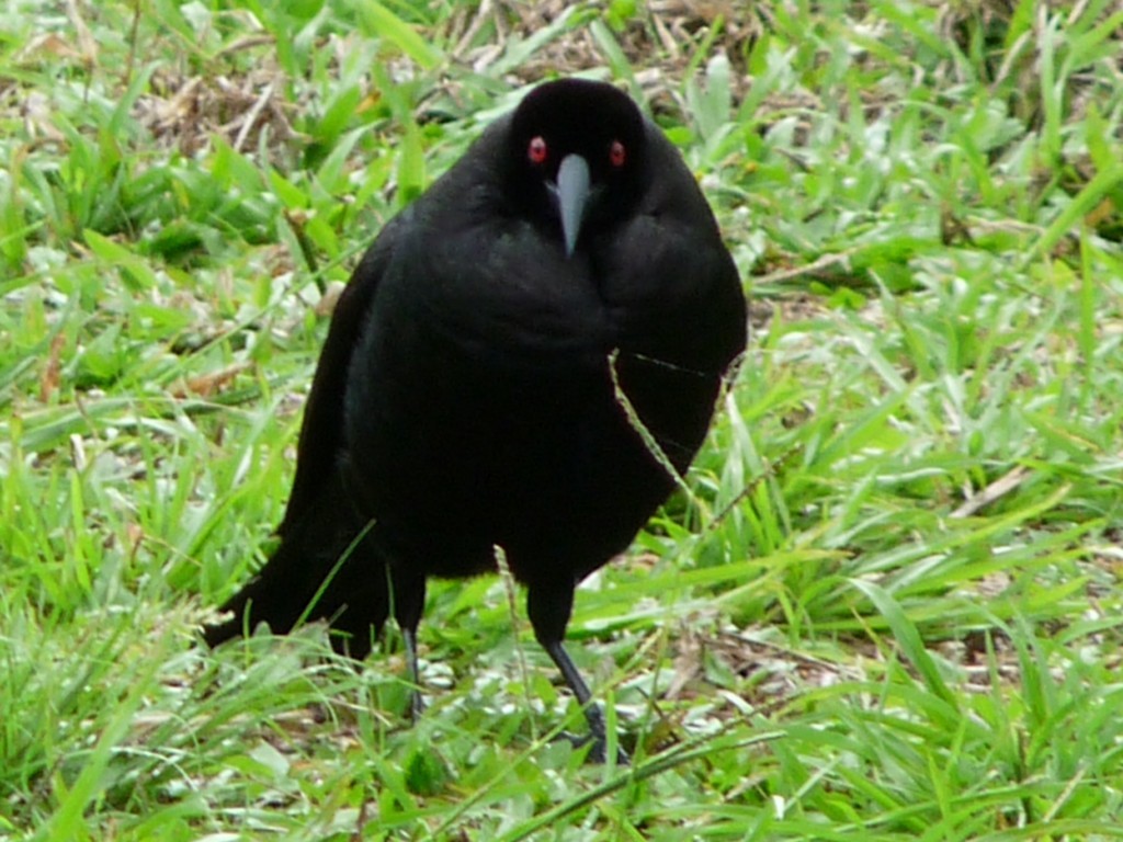 Giant Cowbird - sanjiv parasram