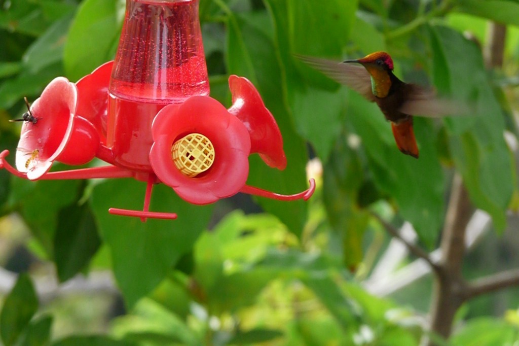 Ruby-topaz Hummingbird - ML205161031