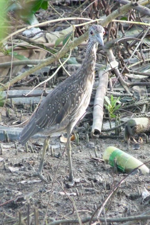 Yellow-crowned Night Heron - ML205161051