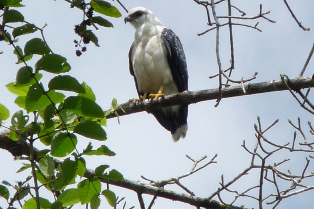 White Hawk (Black-tailed) - sanjiv parasram