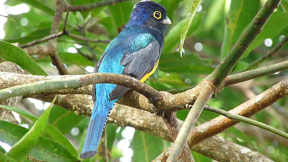 Guianan Trogon - ML205161221