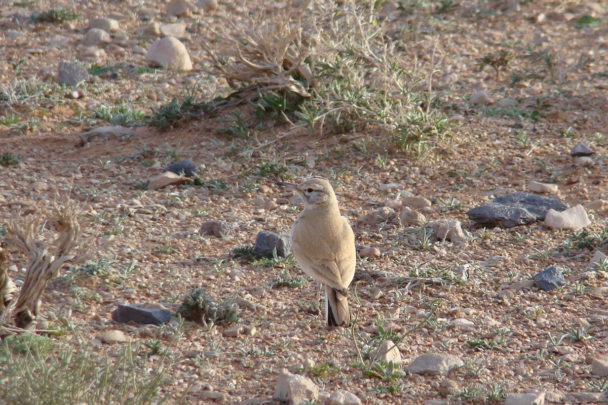 Greater Hoopoe-Lark (Mainland) - ML205161251