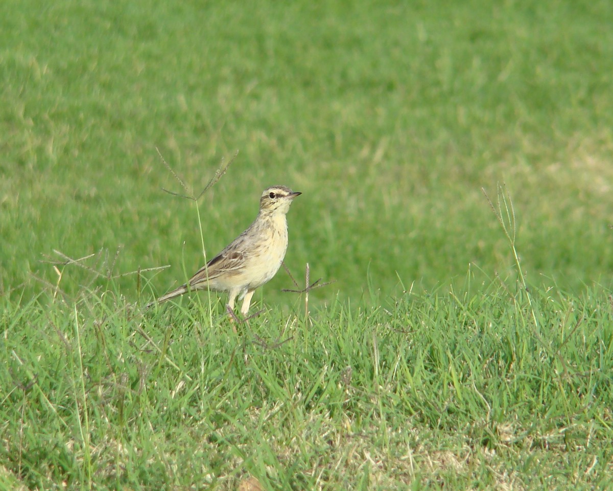 Tawny Pipit - Christophe Gouraud
