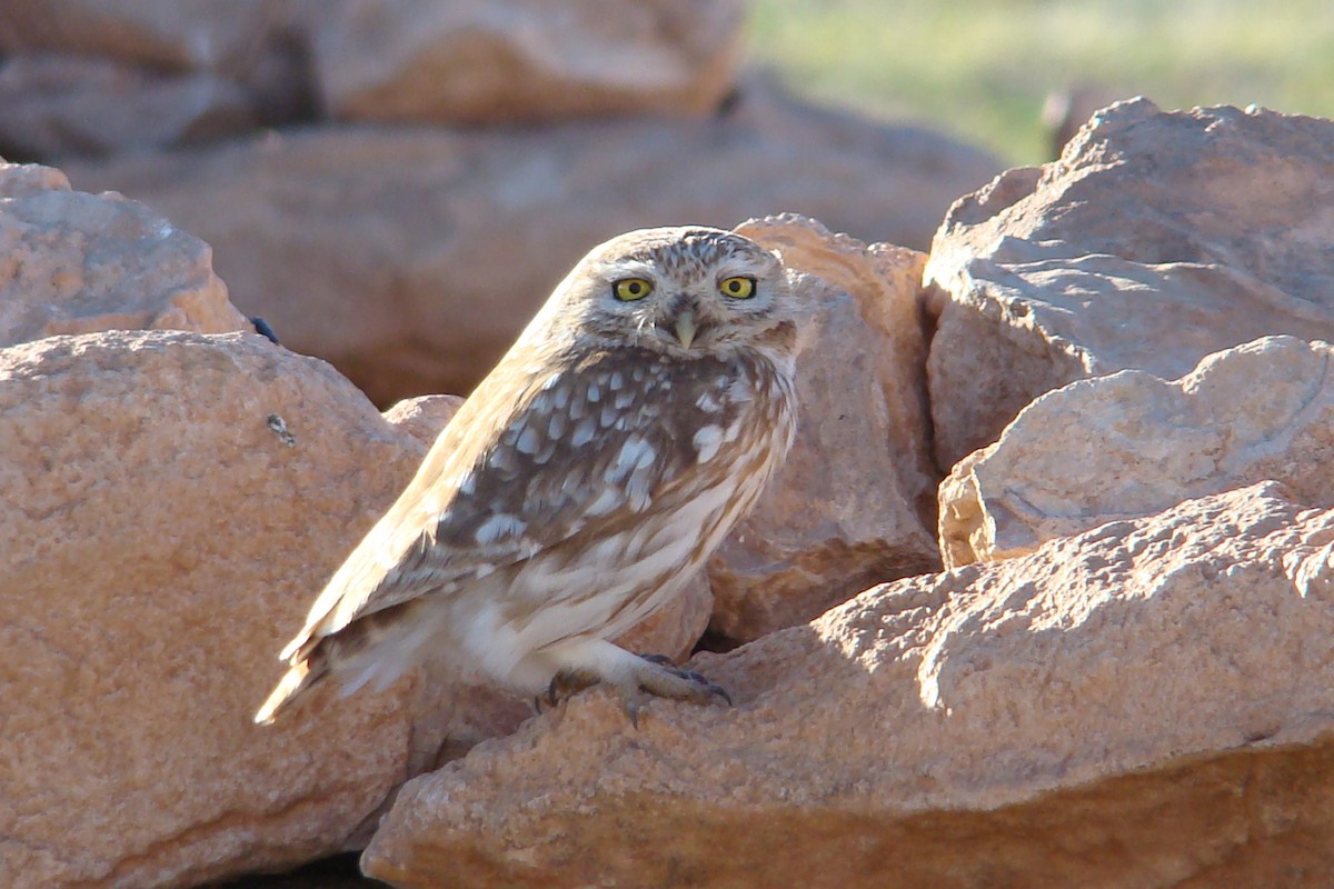 Little Owl (Little) - ML205161331