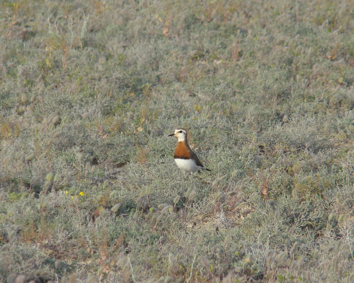 Caspian Plover - Christophe Gouraud