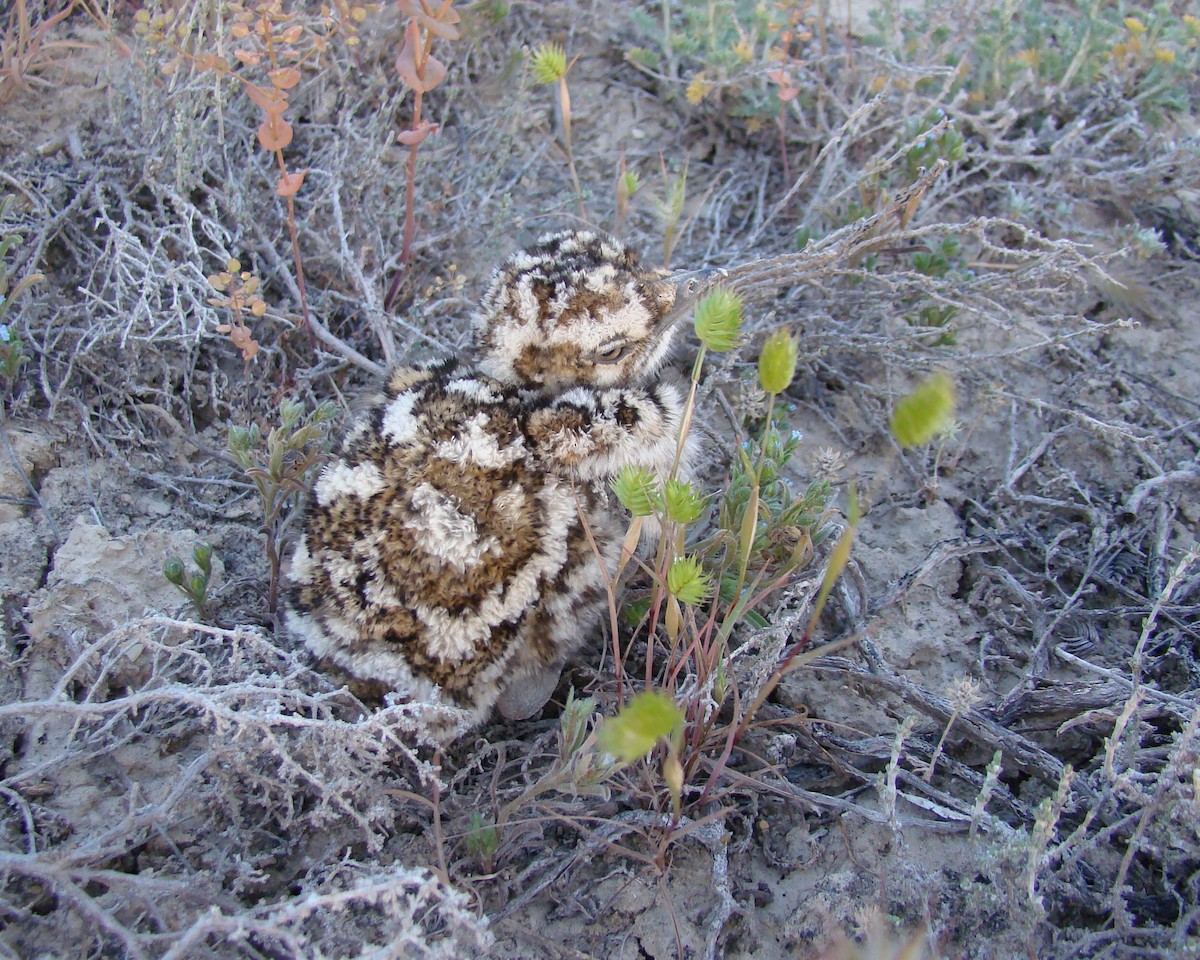 Macqueen's Bustard - ML205161541