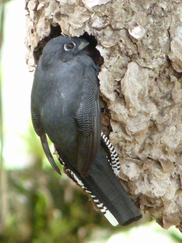 trogon guyanský - ML205163061