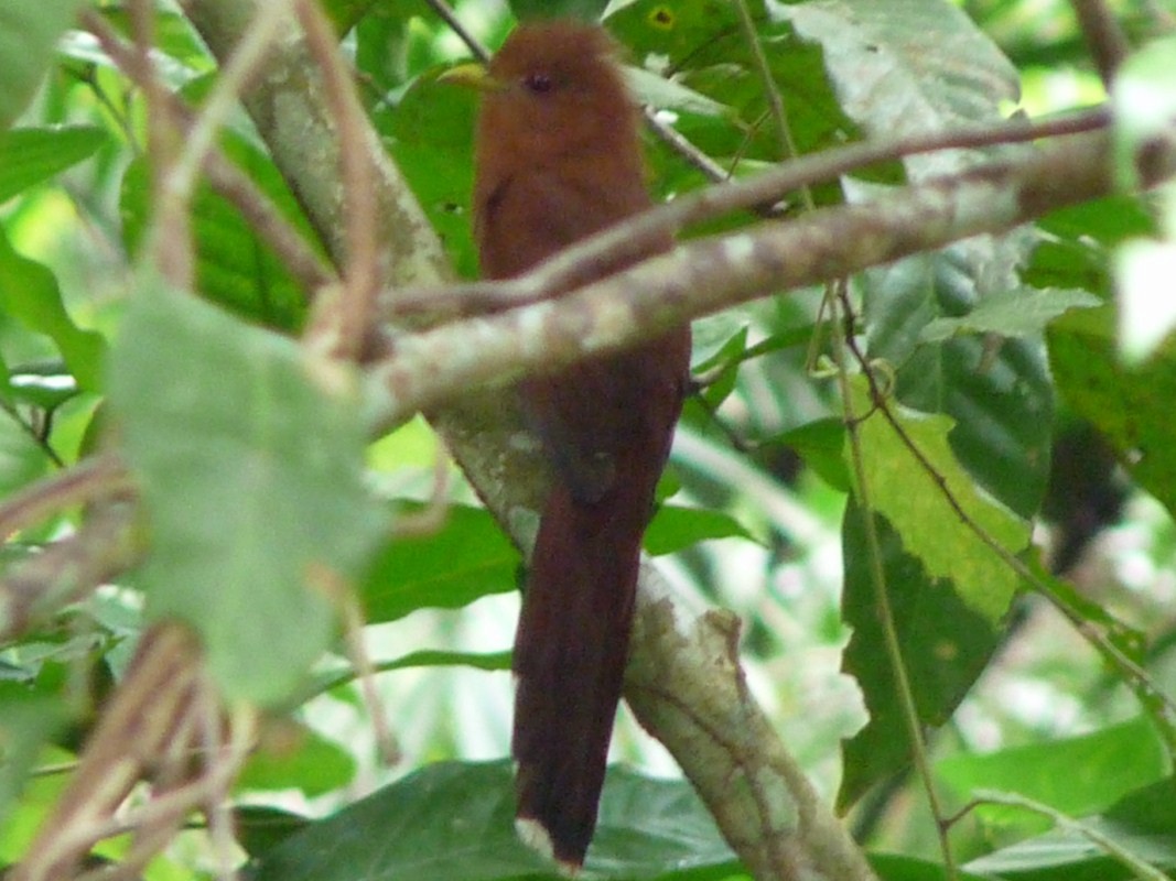 Малая пиайя - ML205163071