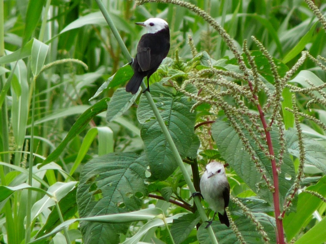 White-headed Marsh Tyrant - ML205163091