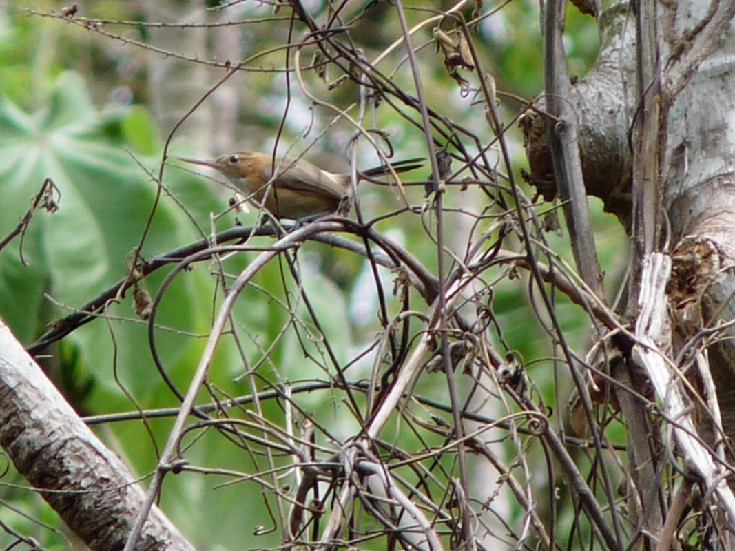 Long-billed Gnatwren (Trilling) - ML205163111