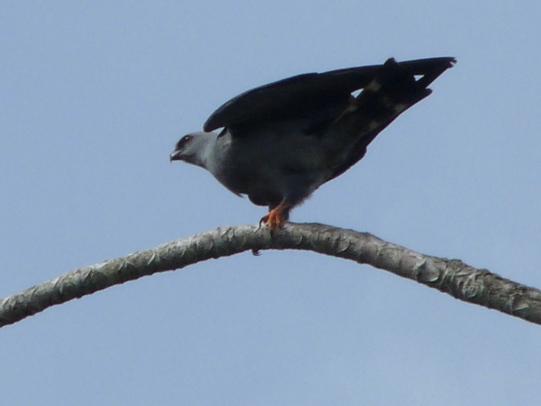 Plumbeous Kite - ML205163131