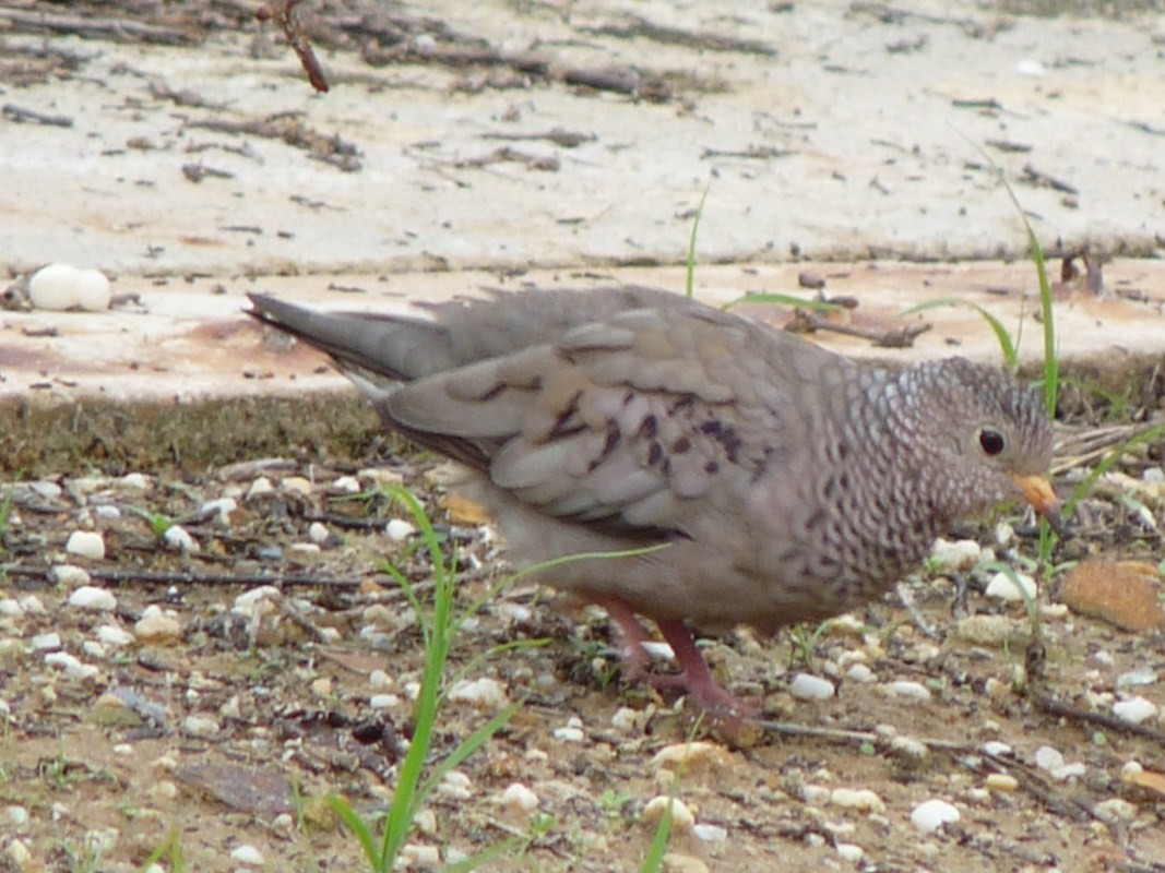 Common Ground Dove - ML205163211