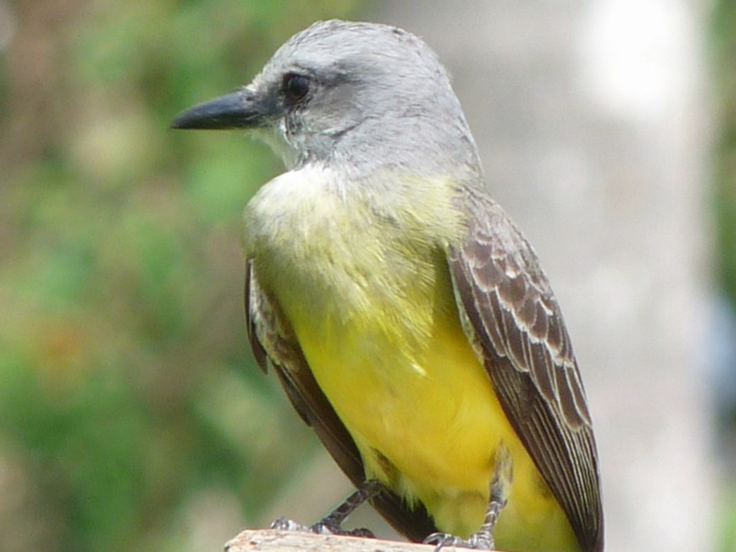 Tropical Kingbird - ML205163231