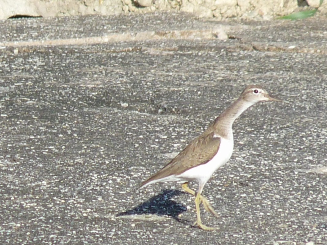 Spotted Sandpiper - ML205163251