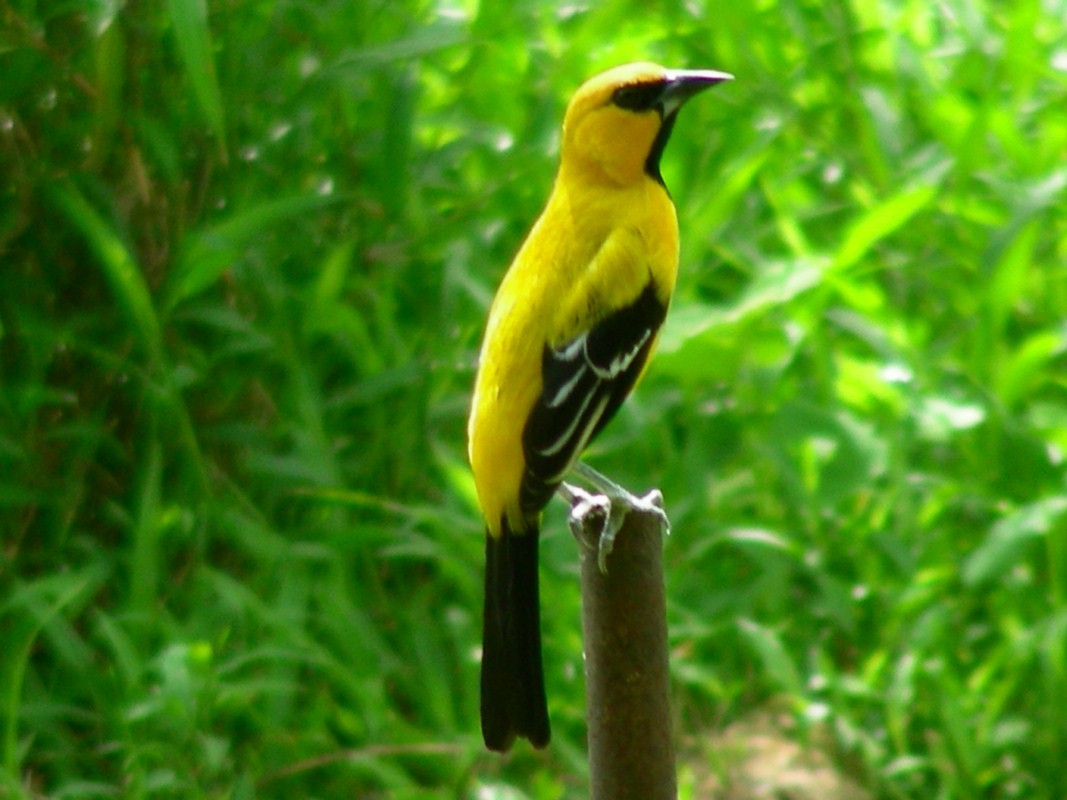 Иволговый трупиал - ML205163311