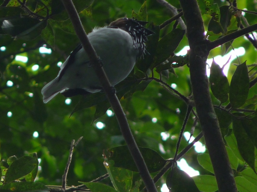 Bearded Bellbird - ML205163381