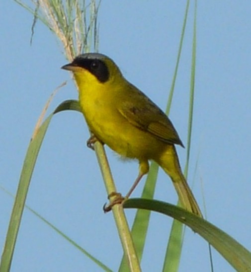 Masked Yellowthroat - ML205163421