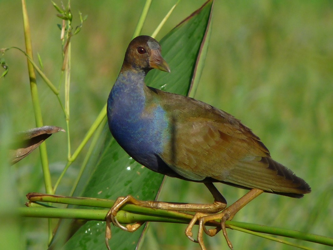 Purple Gallinule - sanjiv parasram