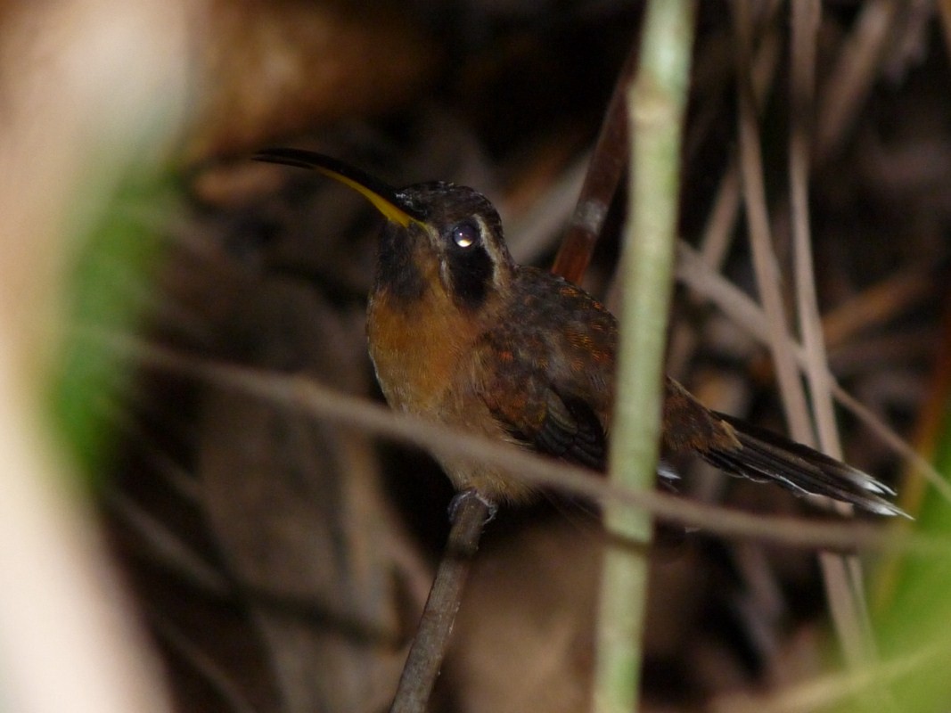 Малый колибри-отшельник - ML205163541