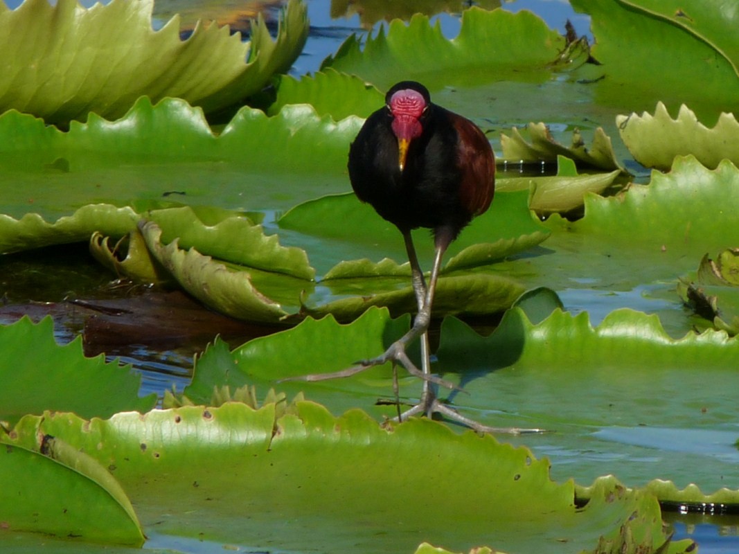 Wattled Jacana - sanjiv parasram