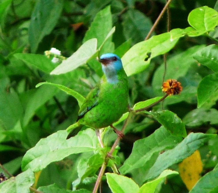 Dacnis Azul - ML205163621