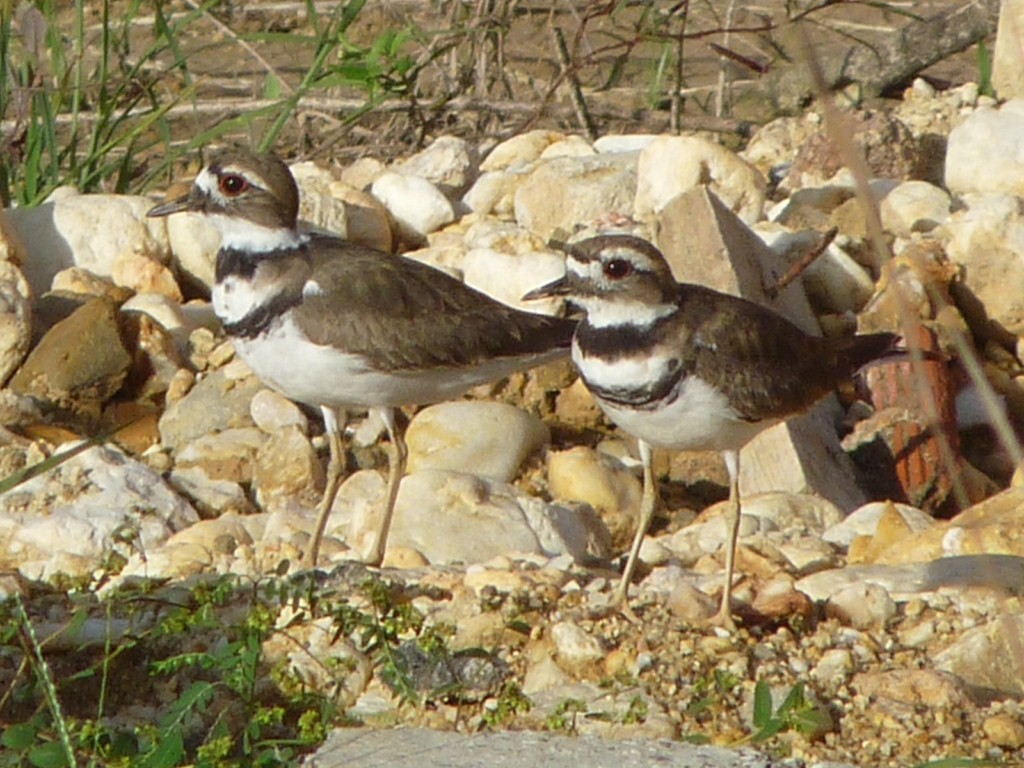 Killdeer - ML205163691