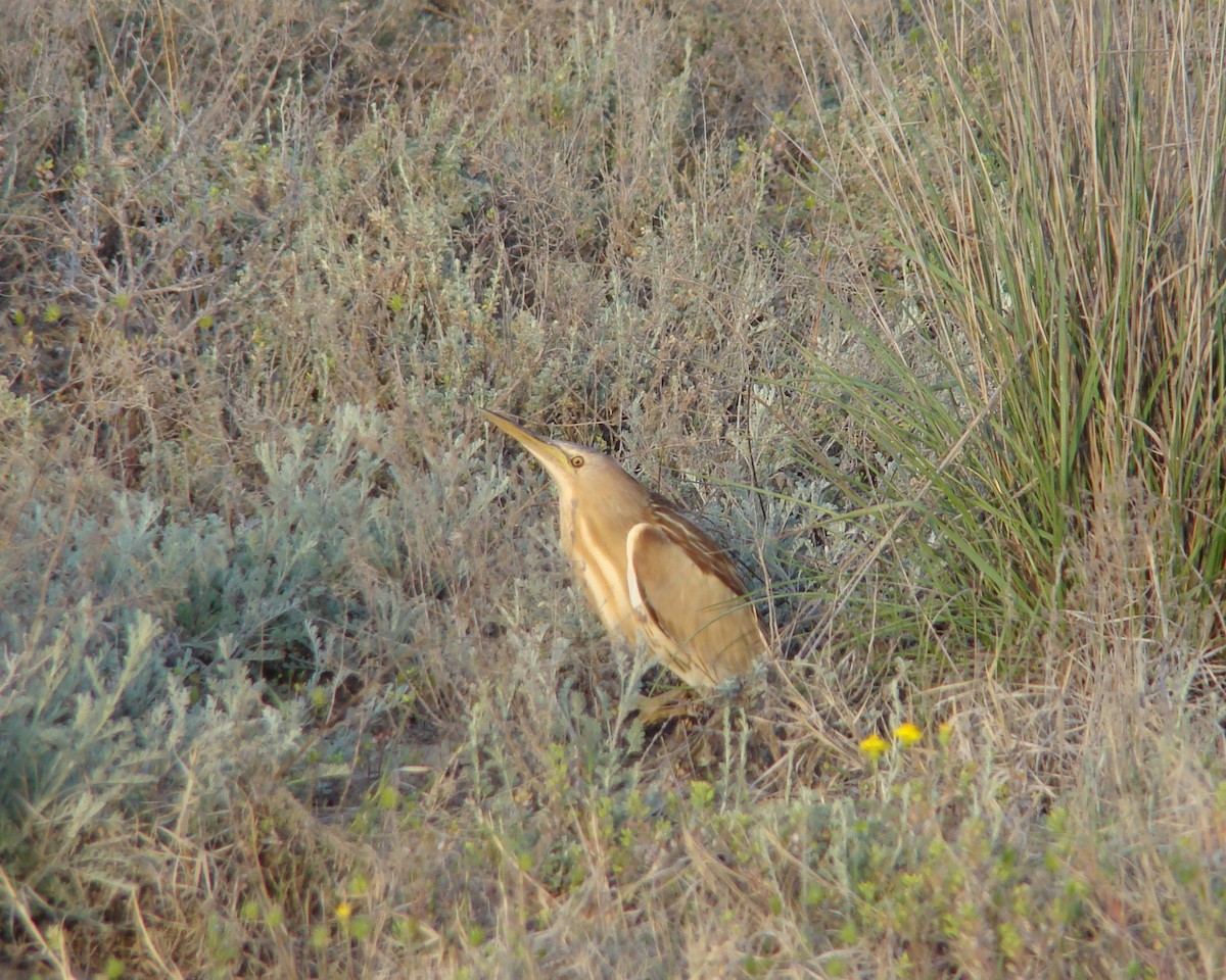 Little Bittern (Little) - ML205163761