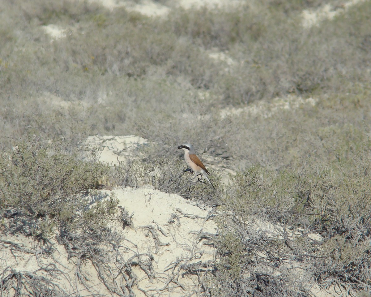 Red-backed Shrike - ML205163771