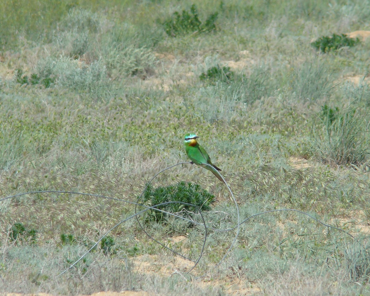 Blue-cheeked Bee-eater - ML205163891