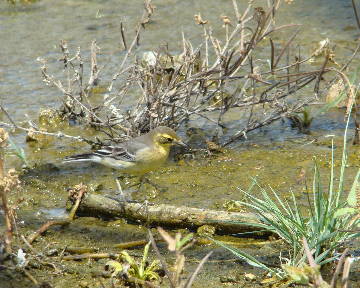 Citrine Wagtail (Gray-backed) - Christophe Gouraud