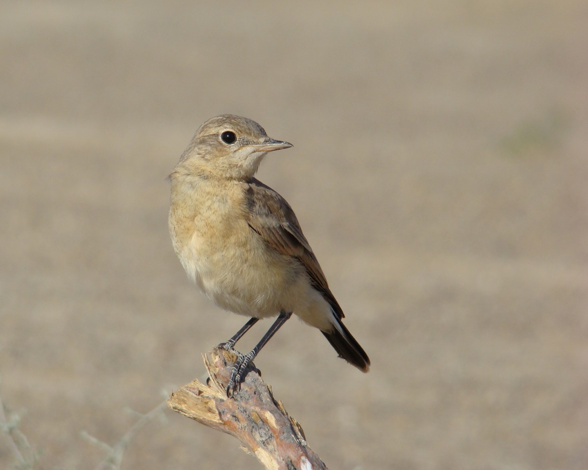 Isabelline Wheatear - ML205164061