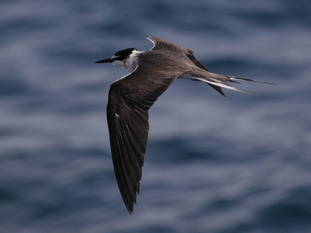 Bridled Tern - Christophe Gouraud